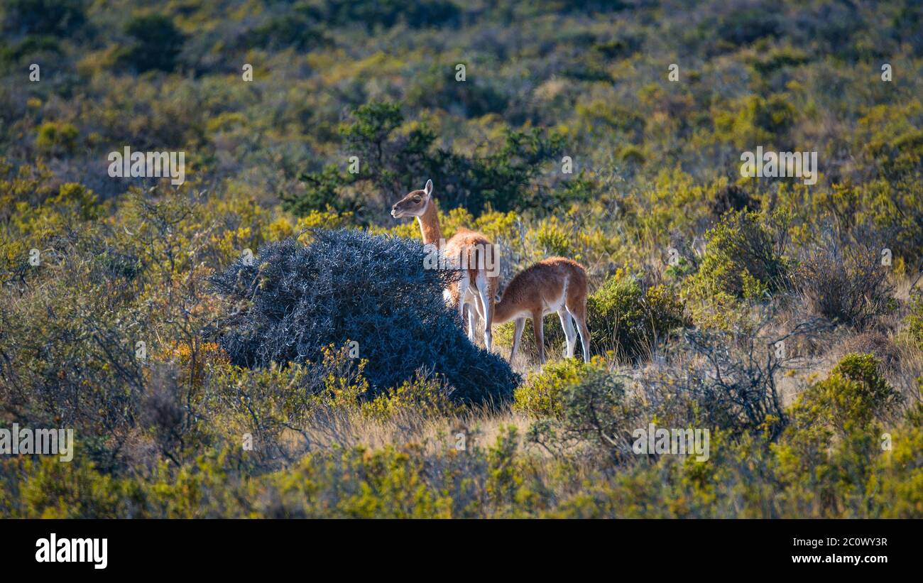 Il vitello di guanaco succhia il latte materno mentre la madre guarda le pomate nella steppa Patagoniana, nella penisola delle Valde, in Argentina, in Patagonia, in estate Foto Stock