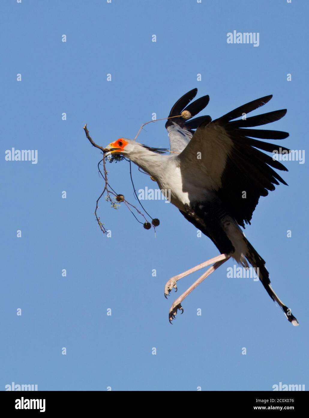 segretario uccello kalahari, kgalagadi Foto Stock