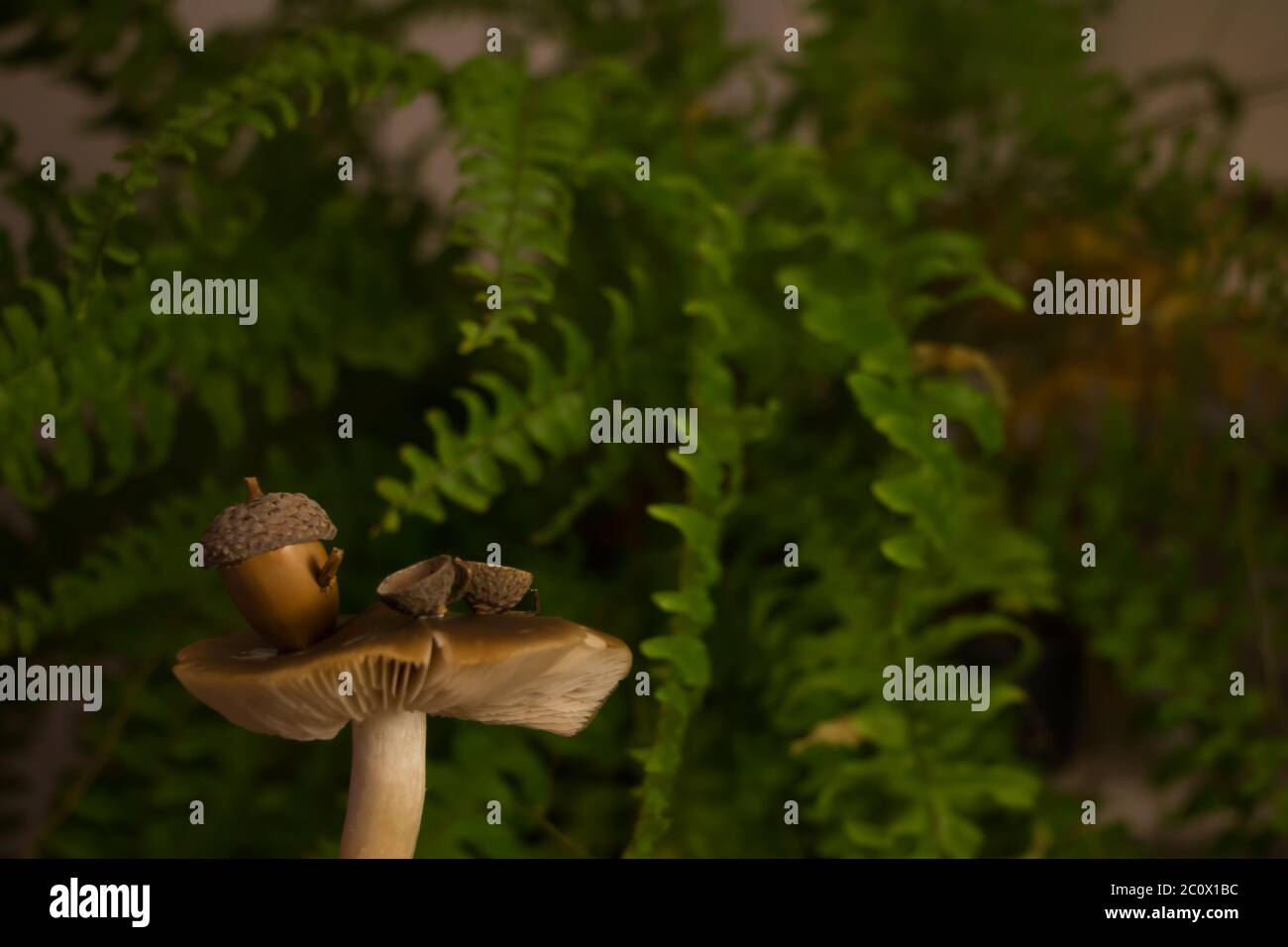 Piccolo tavolo fata con funghi Foto Stock