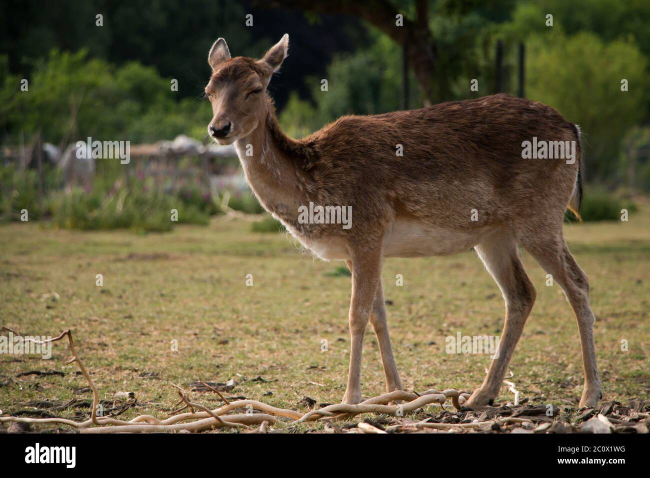 Capriolo femmina (Dama dama) che spara il suo cappotto invernale Foto Stock