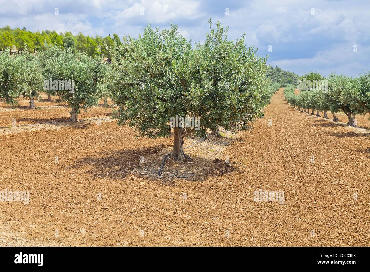 Piantagione tradizionale di olivi. Provenza, Francia Foto Stock