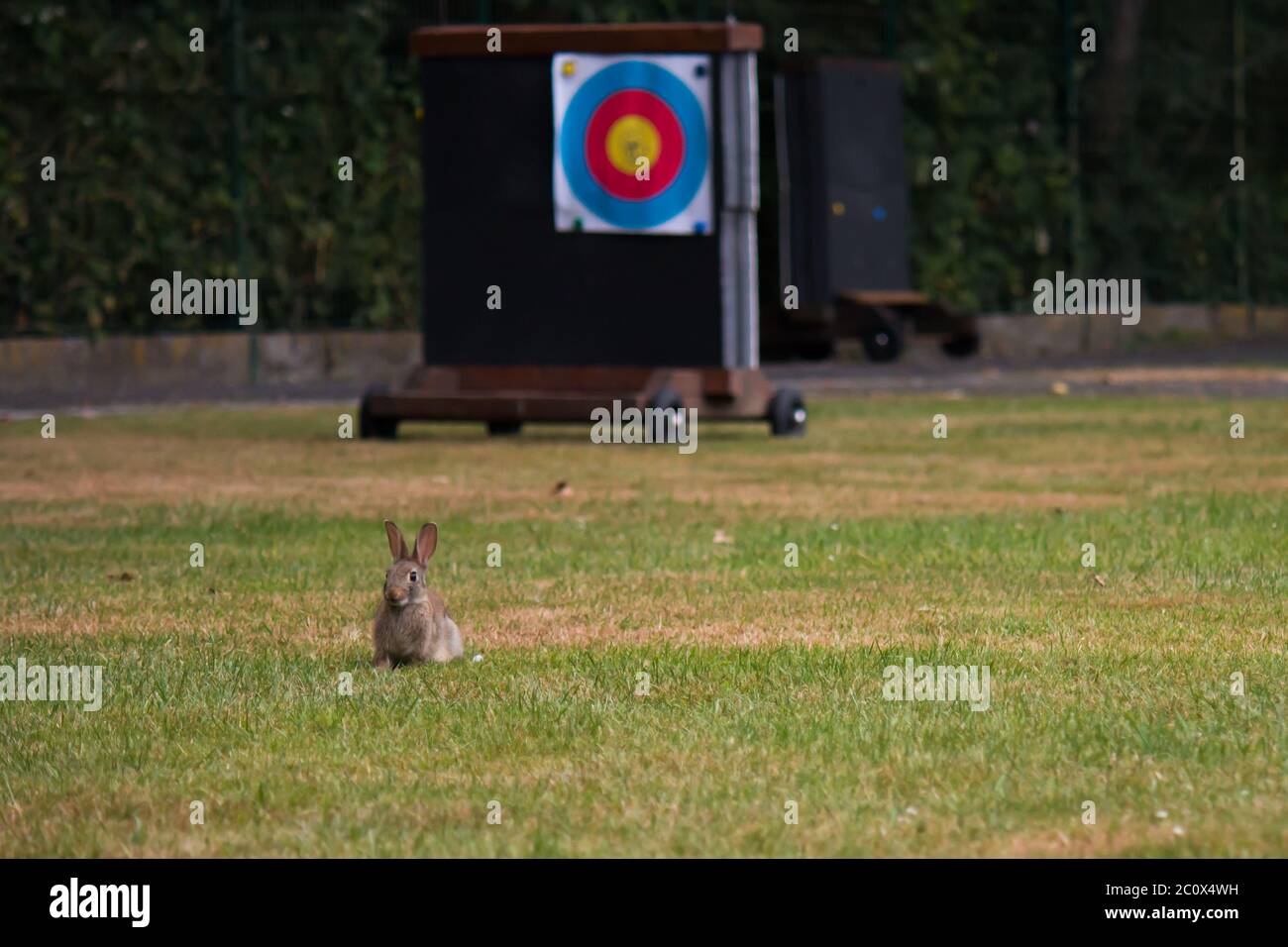 Giovane coniglio selvatico (Oryctolagus cuniculus) in piedi in erba su un tiro con l'arco Foto Stock