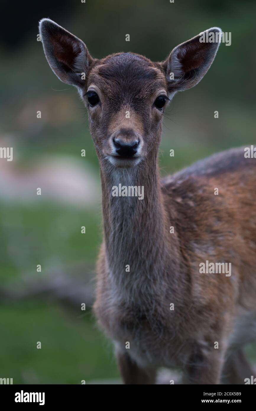 Ritratto di un cervo maledetto (Dama dama) Foto Stock