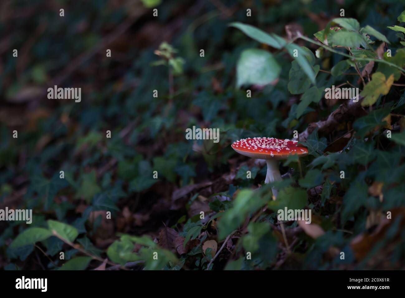 Mosca agarica (Amanita muscaria) che cresce su un pendio Foto Stock