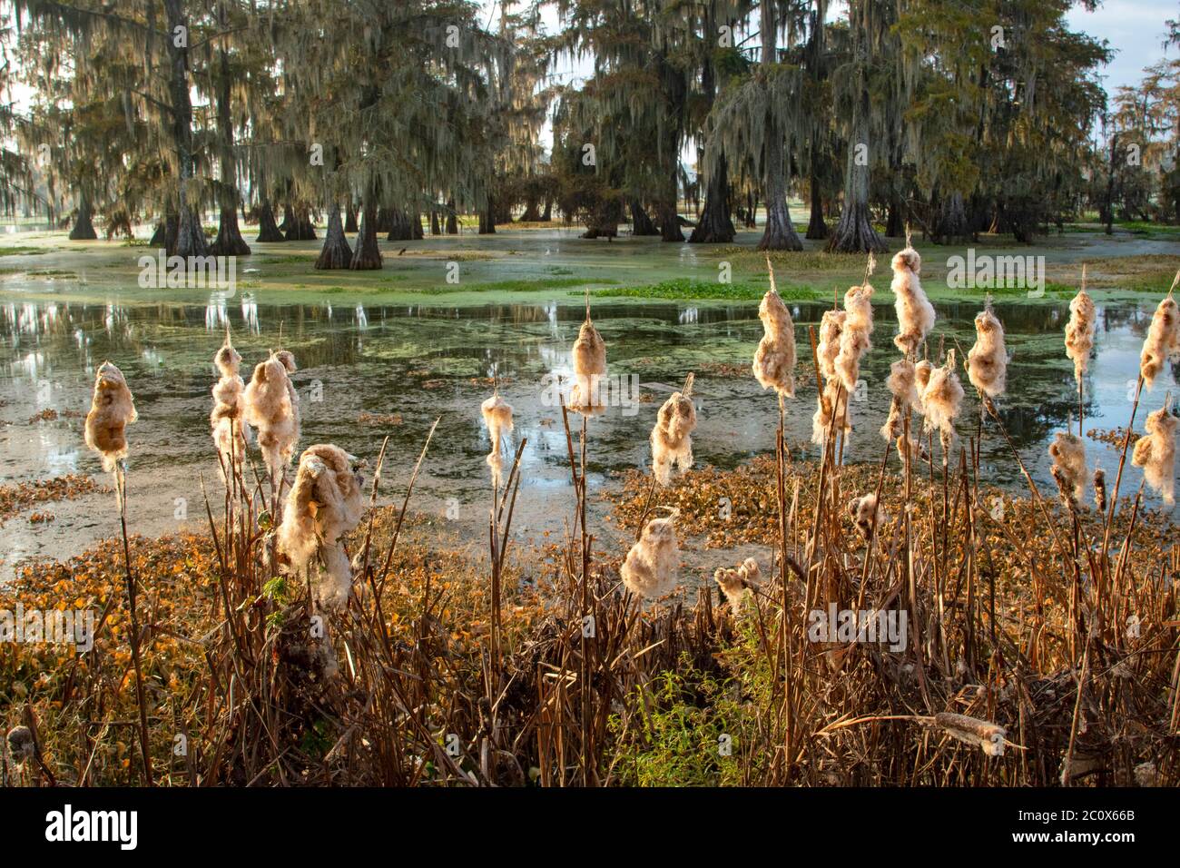 Stati Uniti d'America, Louisiana, Jefferson parrocchia, Lafayette,Lago di Martin Foto Stock