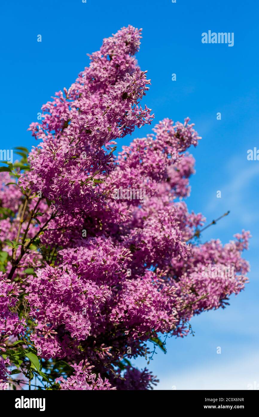 Cespuglio lilla viola fiorente nel giorno di maggio. Parco cittadino Foto Stock