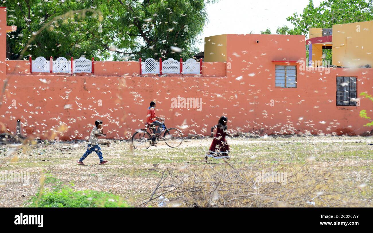 Beawar, India. 8 giugno 2020. Un sciame di locuste sorvola un campo a Beawar. Le locuste che arrivano dal vicino Pakistan minacciano i mezzi di sostentamento degli agricoltori locali e degli allevatori di bestiame nel Rajasthan. (Foto di Sumit Saraswat/Pacific Press) Credit: Pacific Press Agency/Alamy Live News Foto Stock
