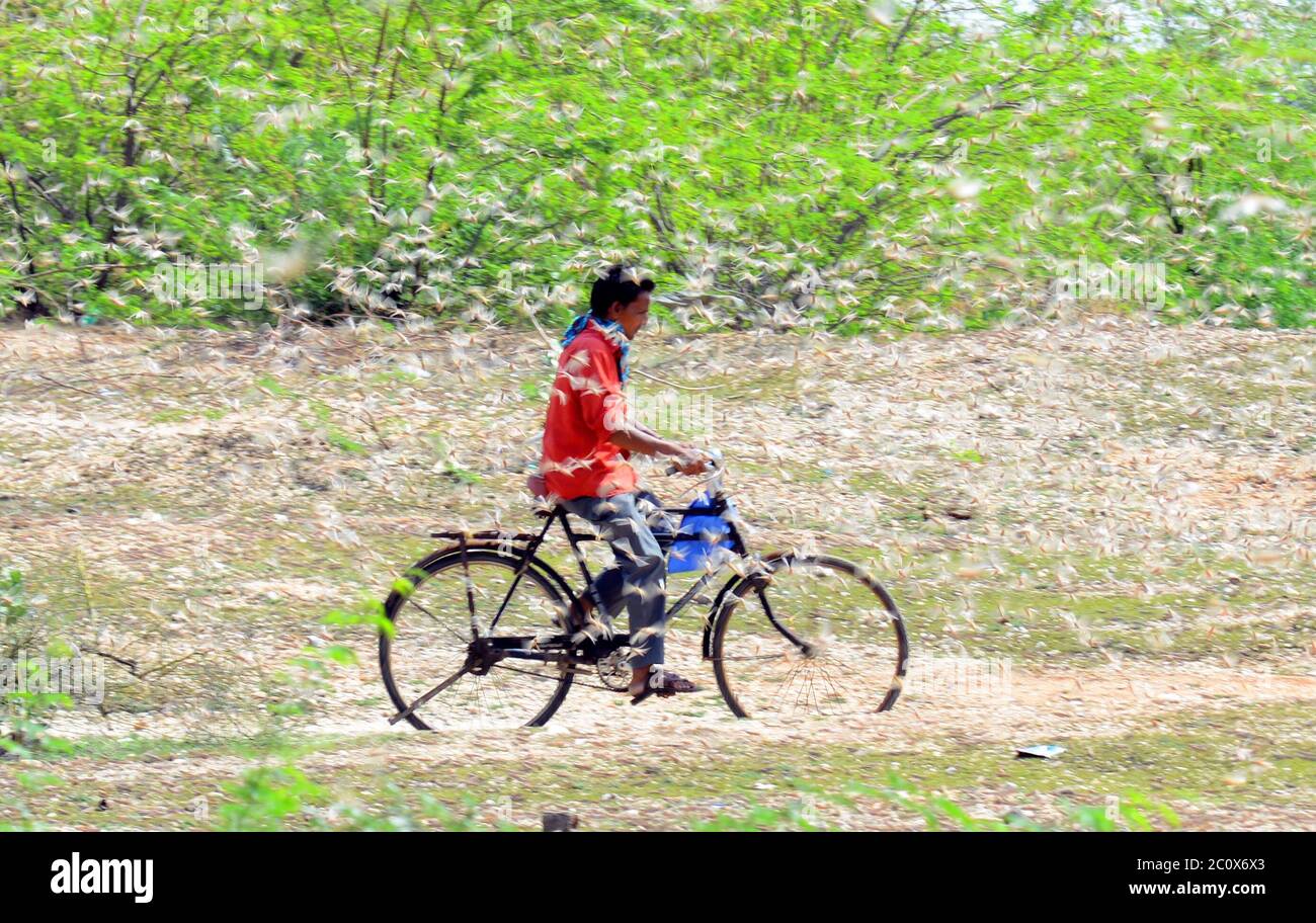 Beawar, India. 8 giugno 2020. Un uomo fa una bicicletta mentre un sciame di locuste vola su un campo a Beawar. Le locuste che arrivano dal vicino Pakistan minacciano i mezzi di sostentamento degli agricoltori locali e degli allevatori di bestiame nel Rajasthan. (Foto di Sumit Saraswat/Pacific Press) Credit: Pacific Press Agency/Alamy Live News Foto Stock