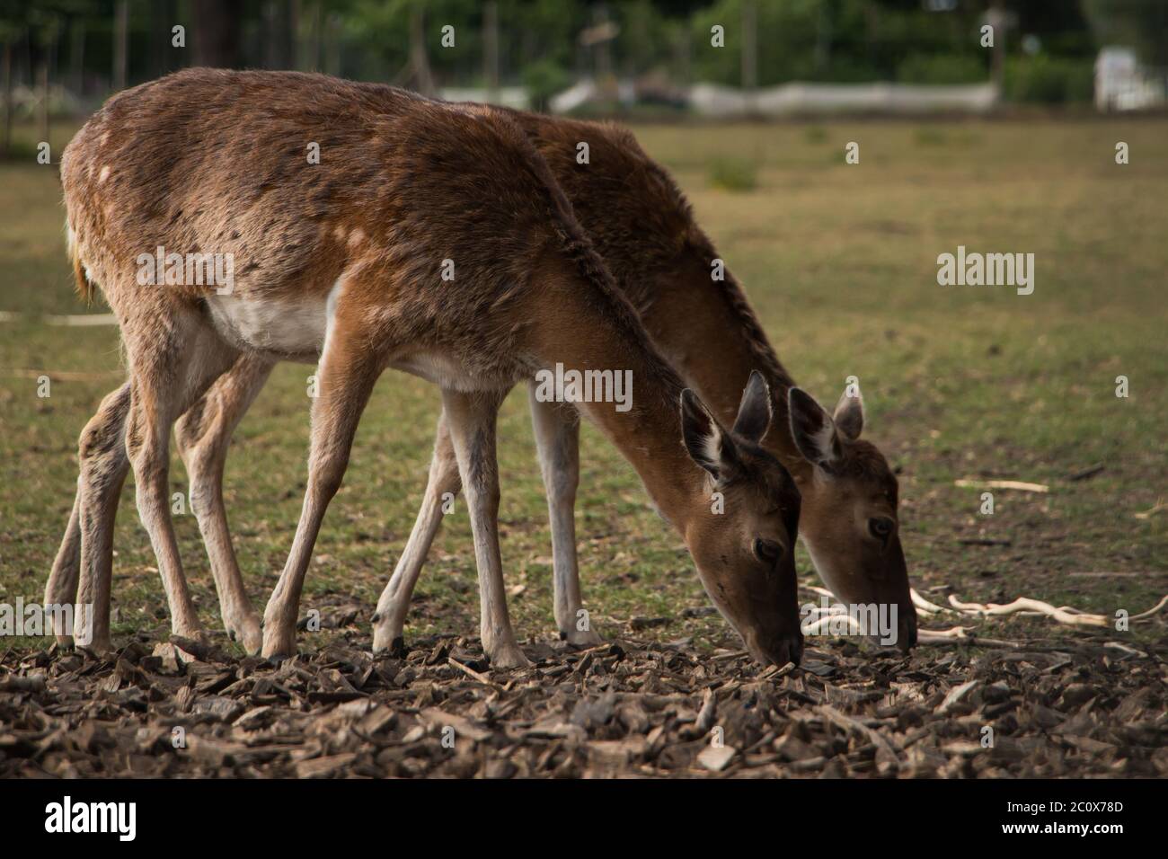 Due deers di fiaba (Dama dama) che pascolano in un pascolo e che spellano il loro cappotto invernale Foto Stock