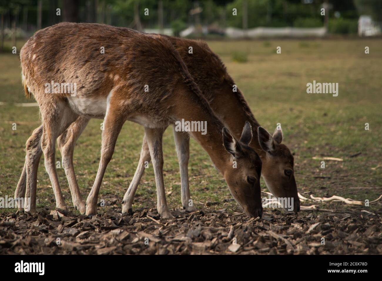 Due deers di fiaba (Dama dama) che pascolano in un pascolo e che spellano il loro cappotto invernale Foto Stock