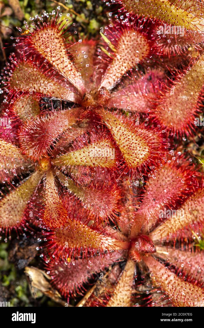 Alice Sundew (Drosera aliciae) Foto Stock