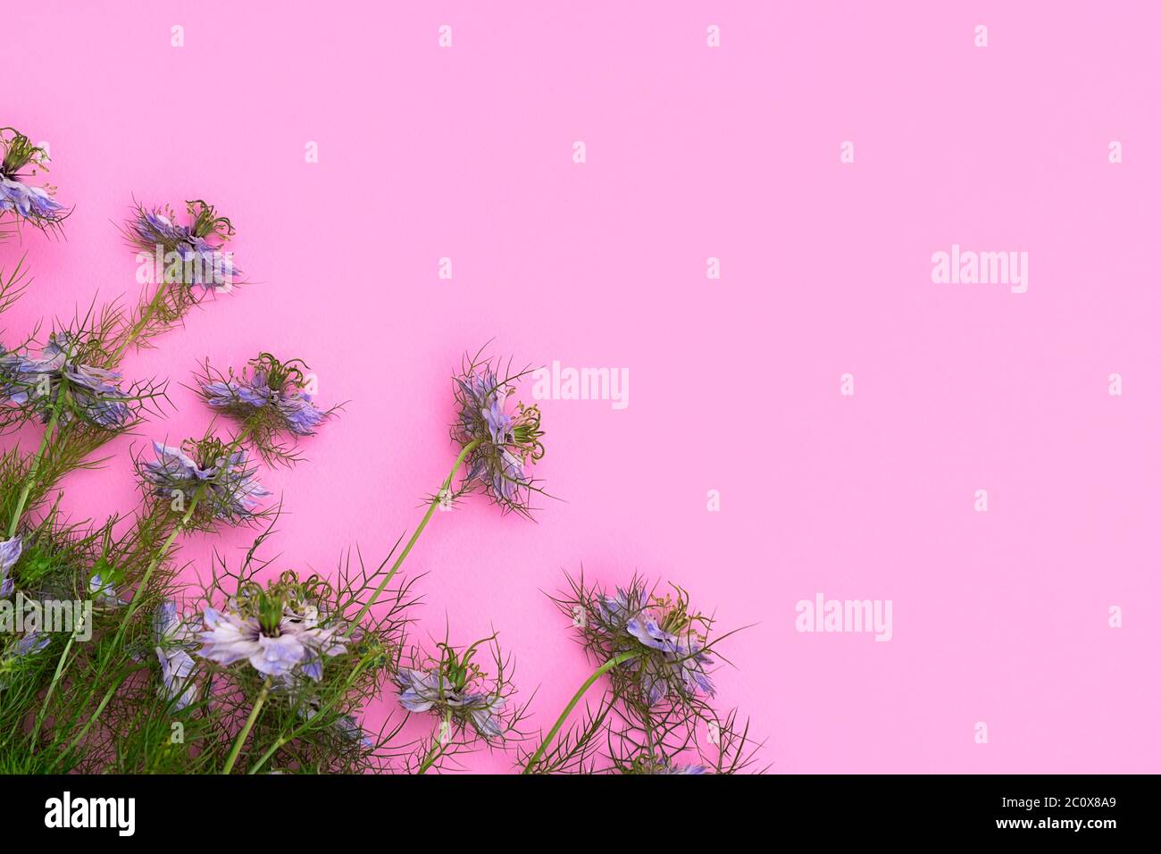 Vista sopra i fiori blu su sfondo rosa tenue con spazio per la copia Foto Stock