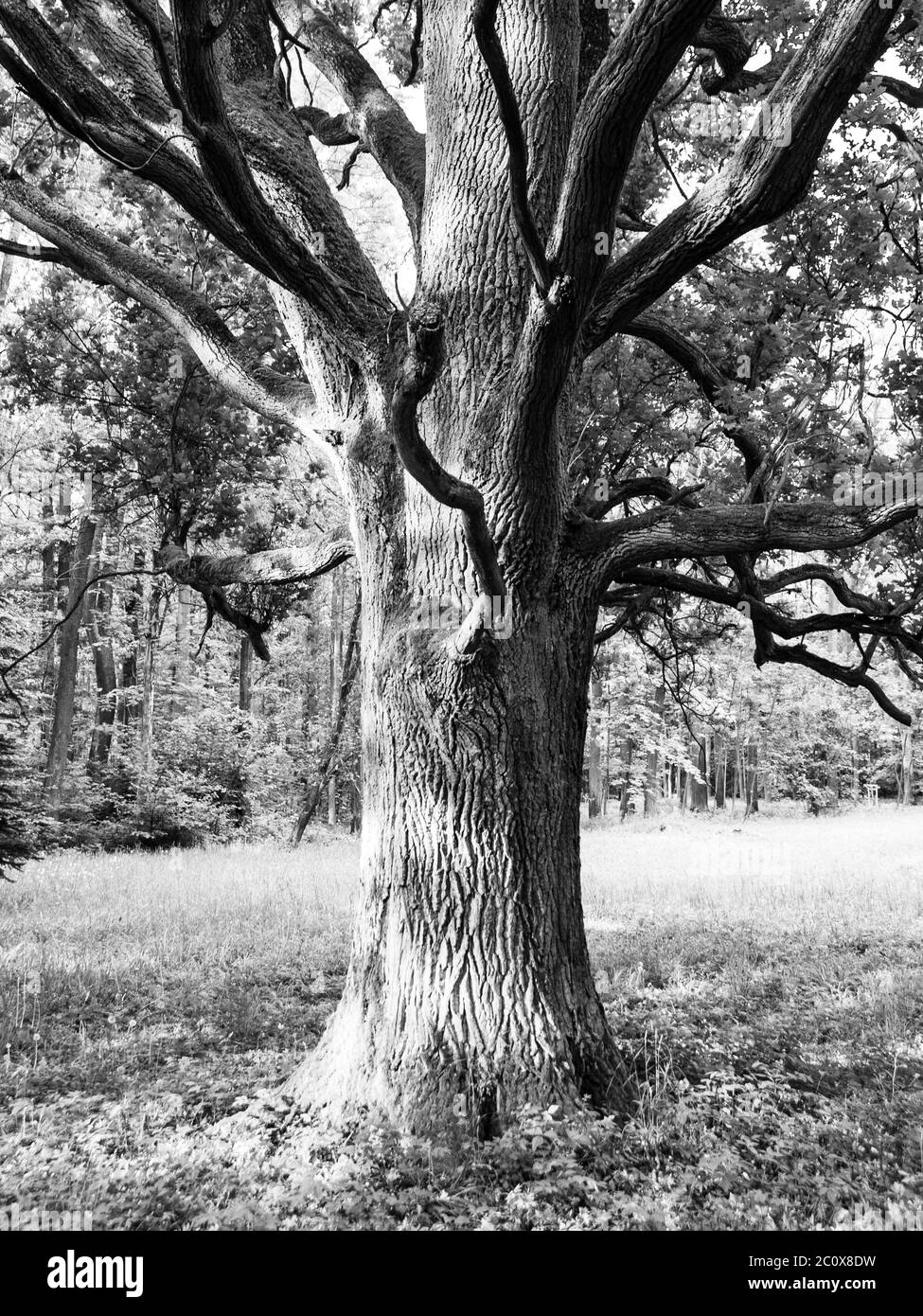 Quercia vecchia nel parco. Immagine in bianco e nero. Foto Stock