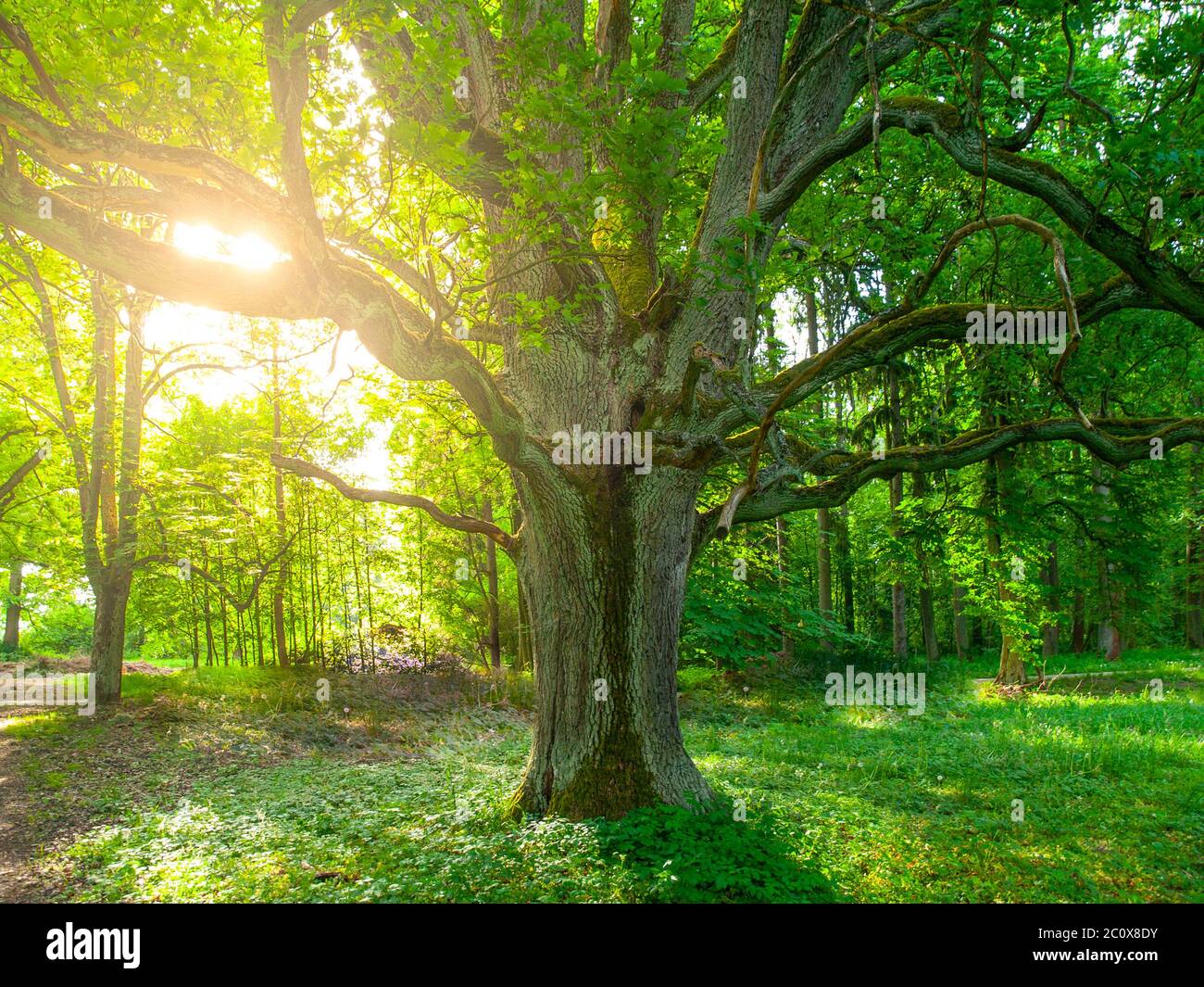 Luce del sole da dietro una vecchia quercia nel verde lussureggiante parco. Foto Stock