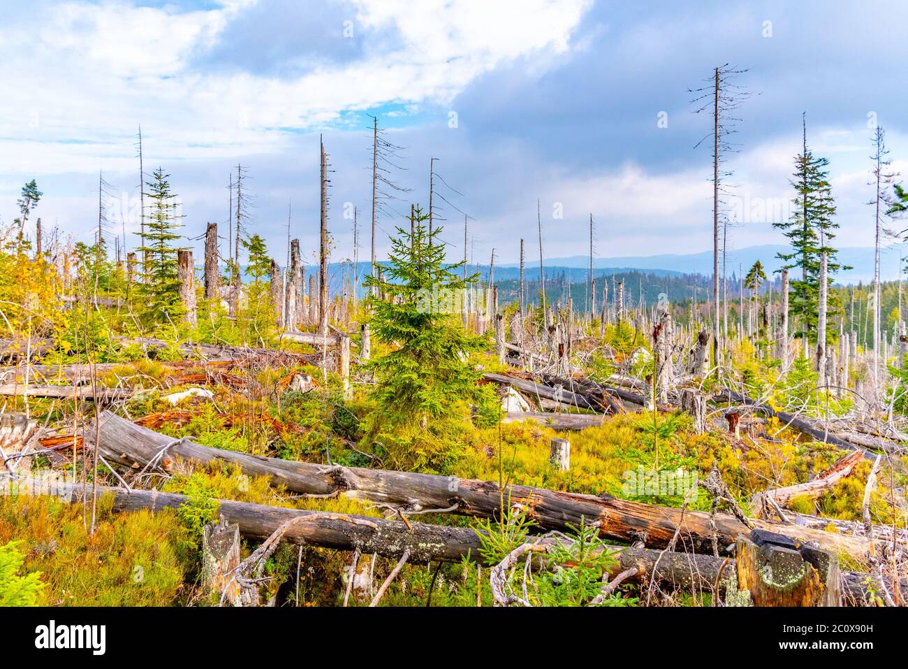 Foresta devasted in causa di infestazione del barbabietole della corteccia. Parco Nazionale di Sumava e Foresta Bavarese. Foto Stock