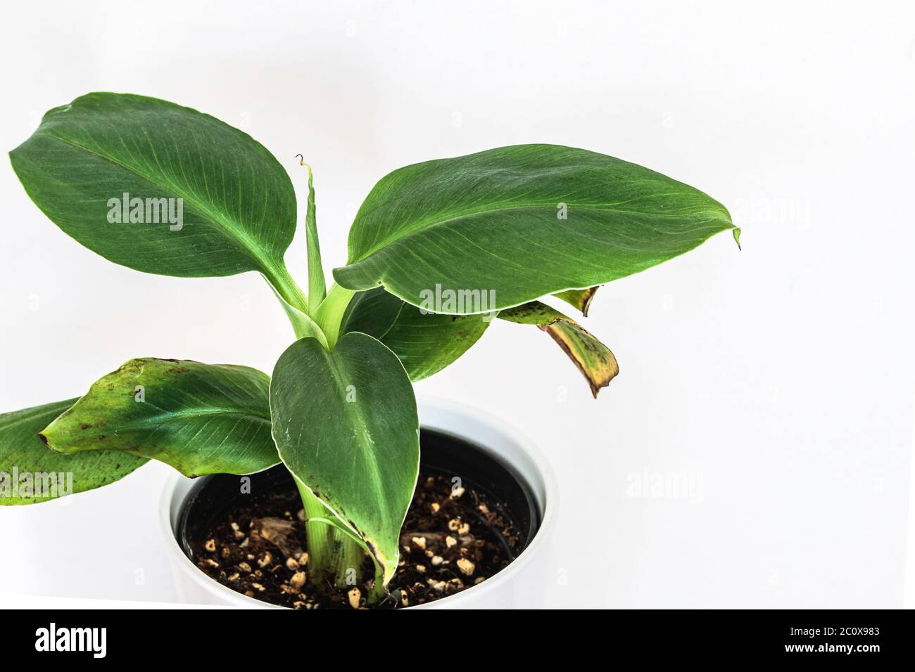 Piccola pianta di banana di Musa Dwarf Cavendish su sfondo bianco. Splendido dettaglio esotico di piante domestiche. Foto Stock