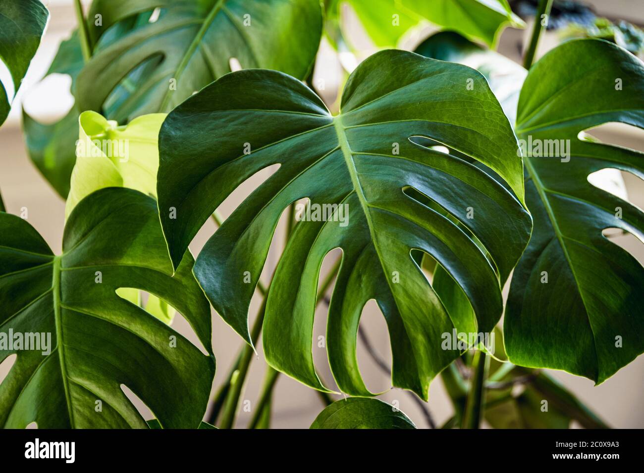 Grandi foglie verdi di una pianta rampicante immagini e fotografie stock ad  alta risoluzione - Alamy