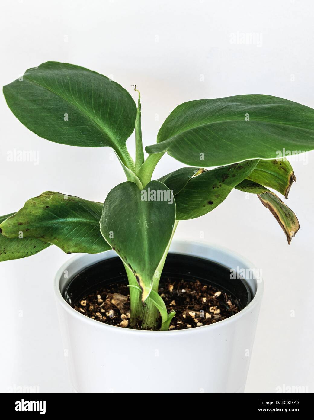 Piccola pianta di banana di Musa Dwarf Cavendish su sfondo bianco. Splendido dettaglio esotico di piante domestiche. Foto Stock