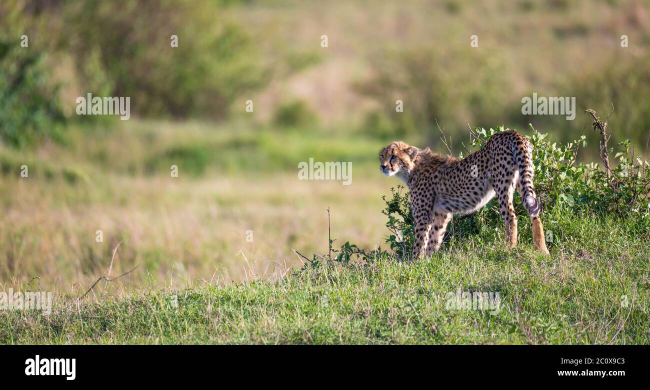 Un ghepardo cammina tra erba e cespugli nella savana del Kenya Foto Stock