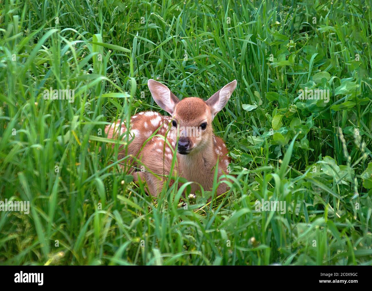 Il cervo cucito dalla coda bianca si trova nel grass.focus sul animale Foto Stock