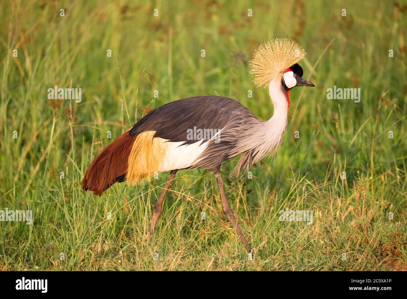 Uccelli nativi molto colorul siedono su rami Foto Stock