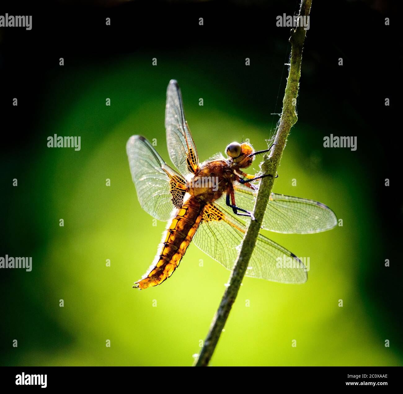 Femmina di corpo largo Chaser Dragonfly Foto Stock