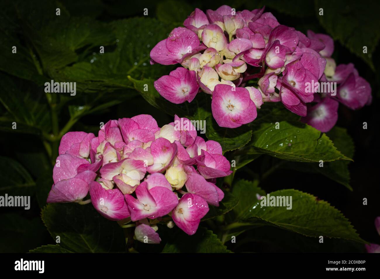 gruppo di fiori rosa e bianco chiamato lantana sul verde lascia lo sfondo Foto Stock