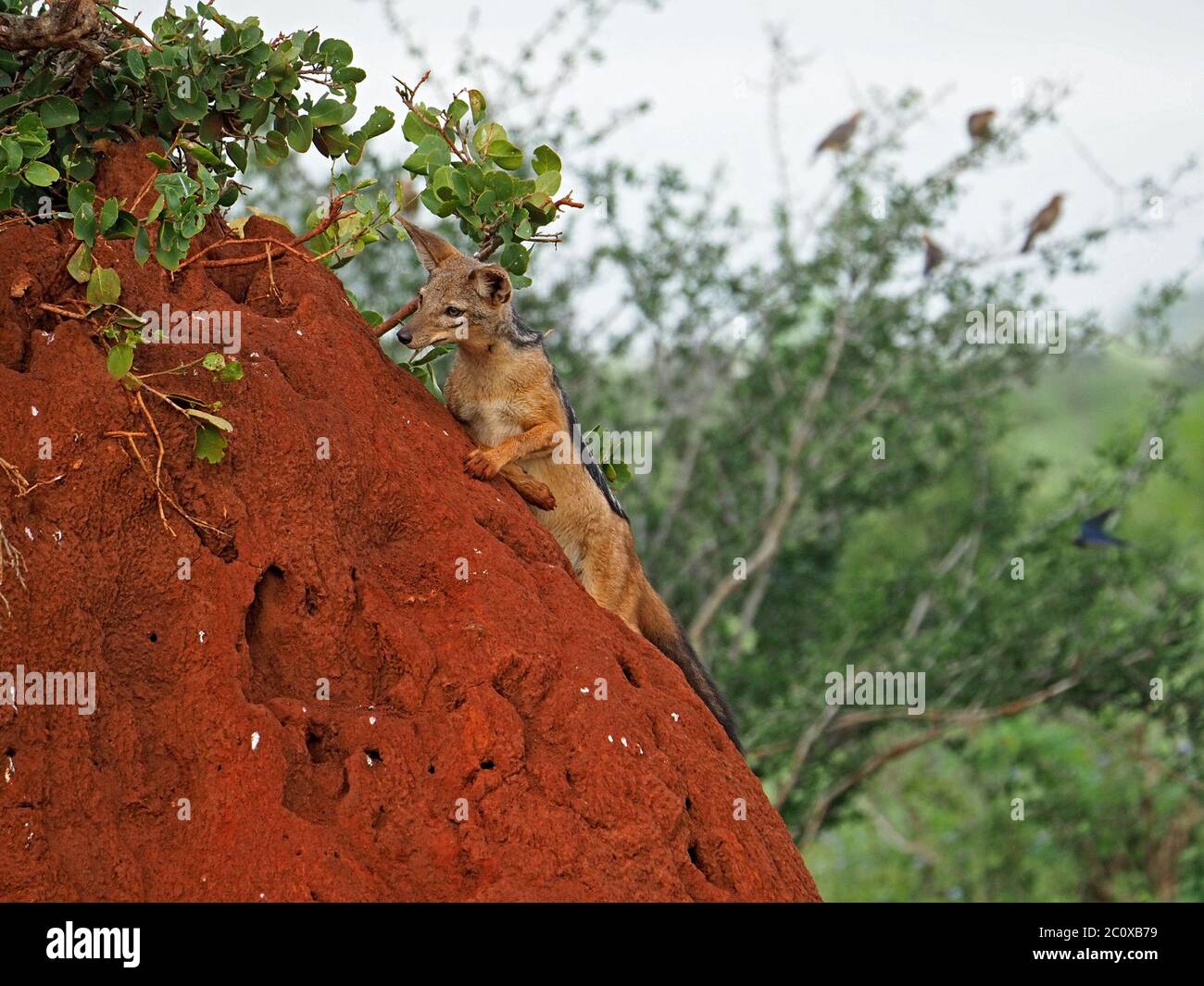 Caccia allerta Jackal Black-backed (Canis mesomelas) indagando buchi in alta terra rossa termite collina per la preda a Tsavo East N P, Kenya, Africa Foto Stock