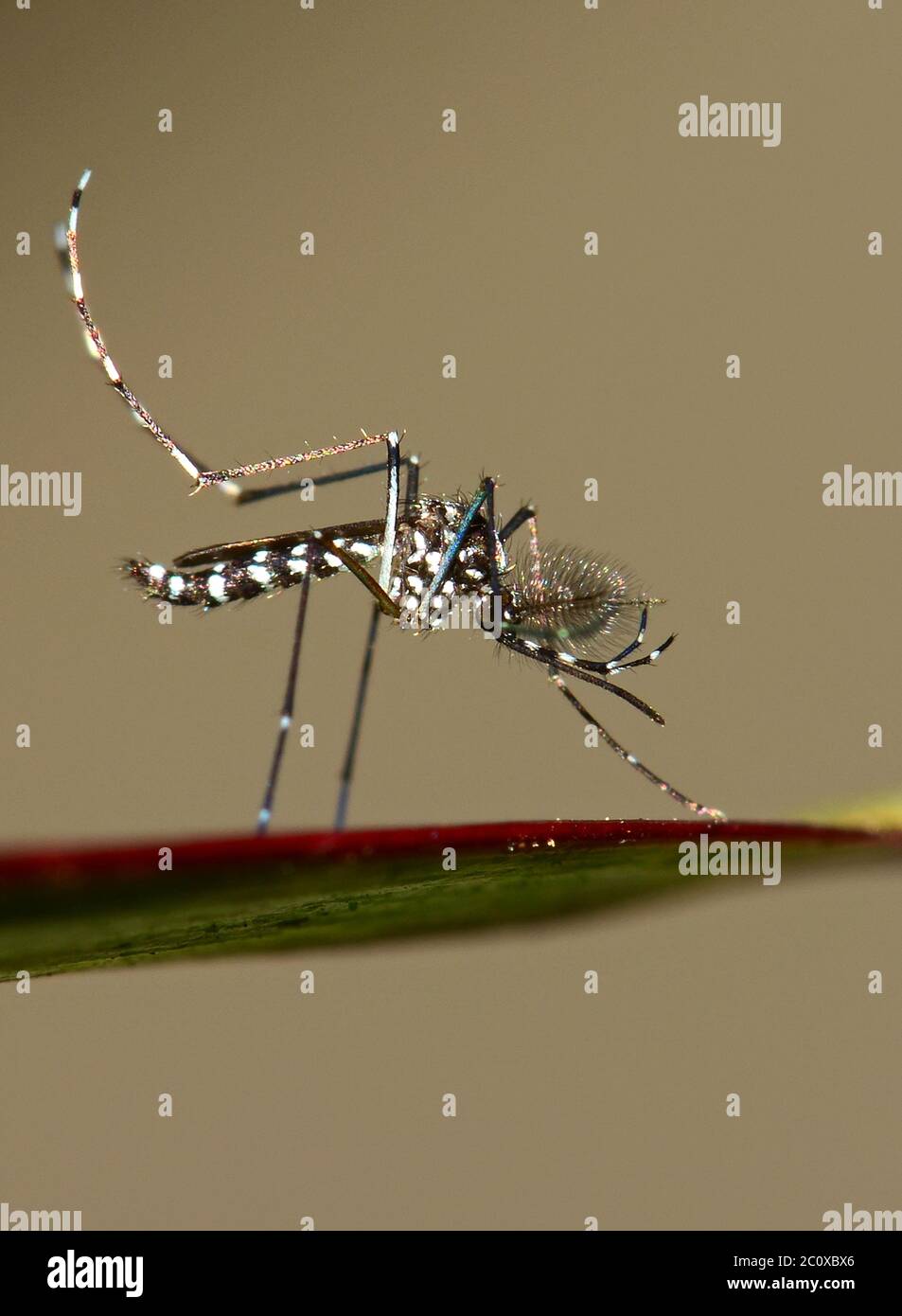 Zanzara tigre asiatica, Aedes albopictus Foto Stock