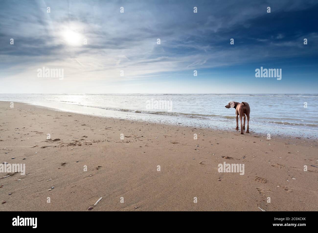 cane sulla spiaggia di sabbia al sole Foto Stock