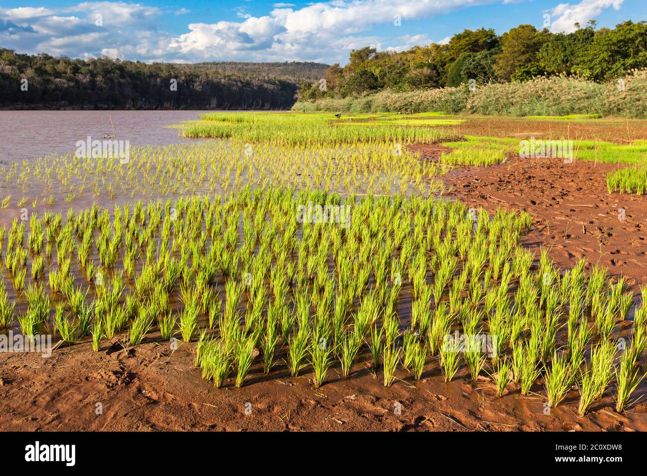 Campo di riso verde inondato cielo blu paesaggio. Foto Stock