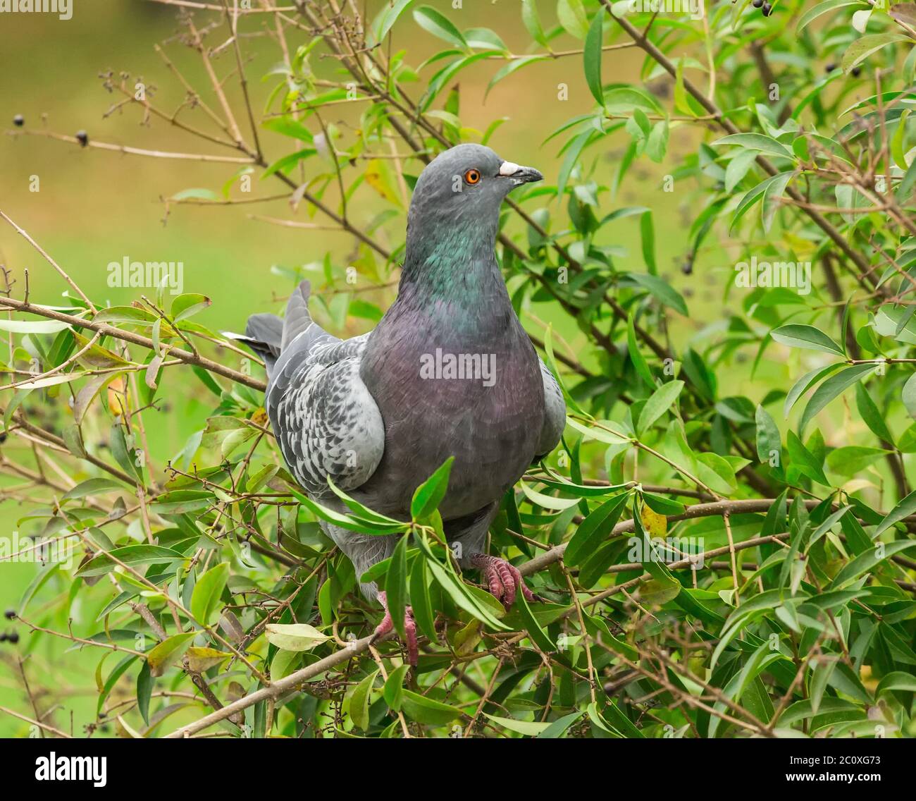 Bel piccione su un ramo Foto Stock