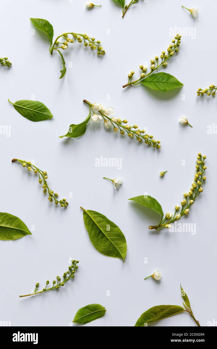 Posa piatta di ramoscelli di ciliegio con foglie verdi giovani, fiori, pennelli di infiammazioni su sfondo azzurro. Primavera. Foto Stock