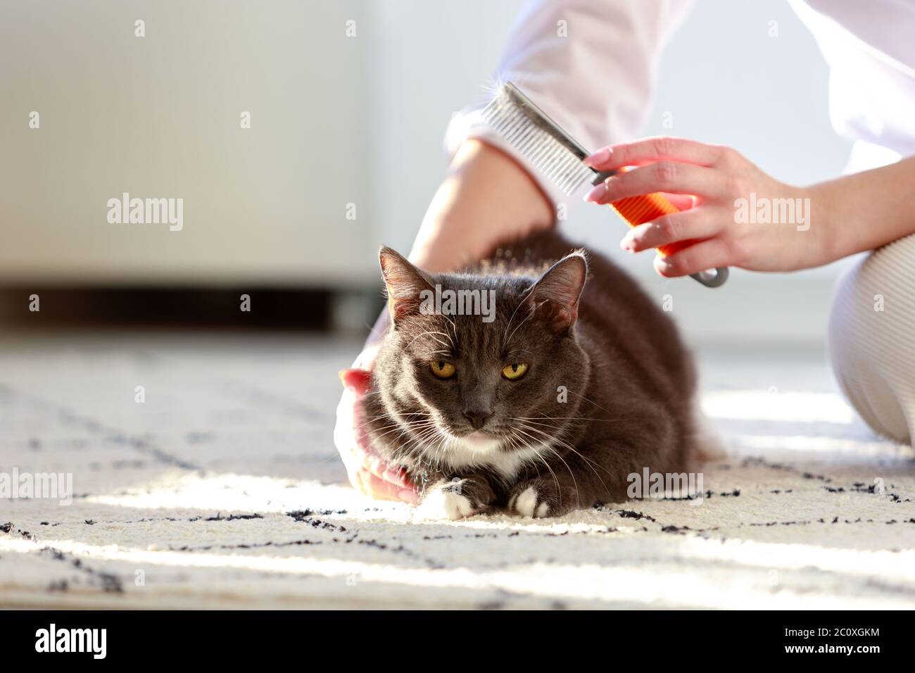 Donna proprietario combattere, graffiare il suo gatto nero peloso, primo piano. Foto Stock