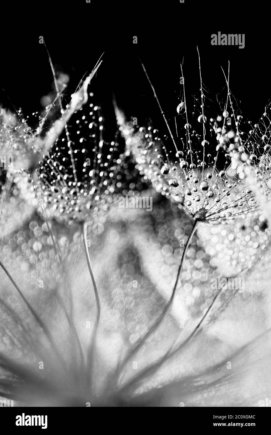 Abstract foto macro di tarassaco semi con gocce d'acqua Foto Stock