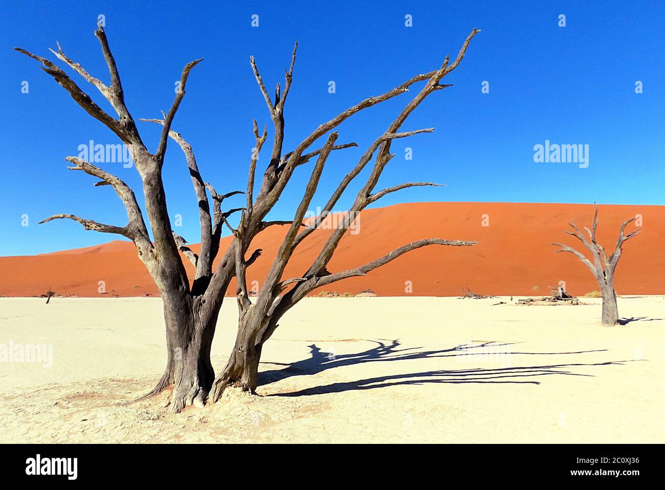 Alberi di Camelthorn conservati nelle bianche tane di argilla di Deadvlei, nel Parco Nazionale Namib-Naukluft, Namibia. Foto Stock