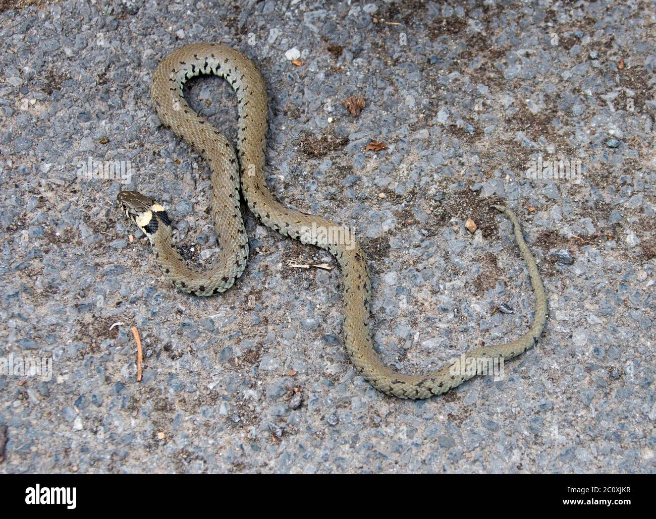 Serpente d'erba, Natrix natrix, caccia a terra Foto Stock