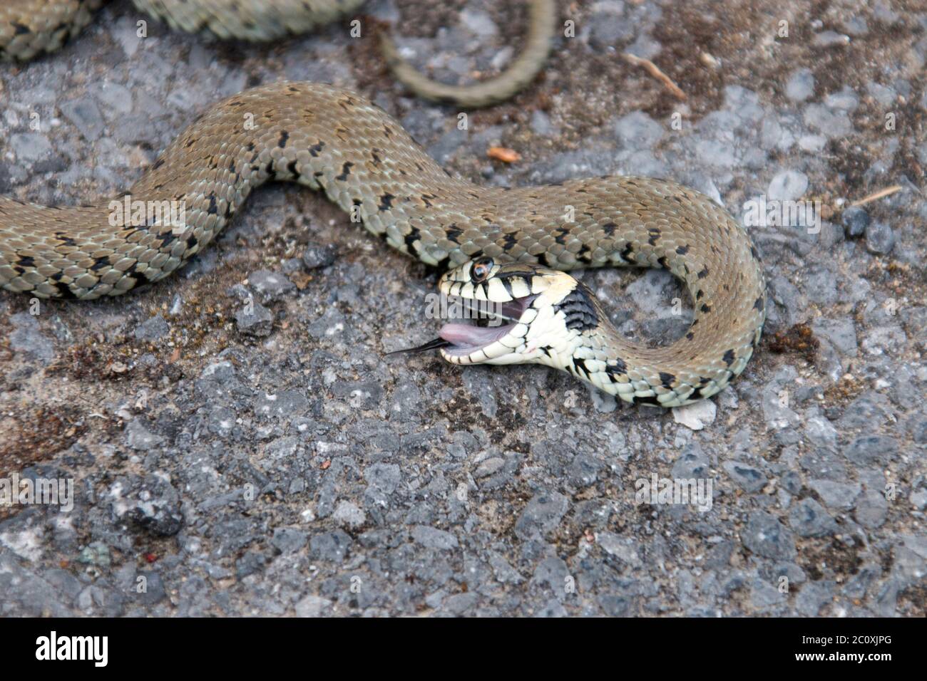 Serpente d'erba, Natrix natrix, caccia a terra Foto Stock