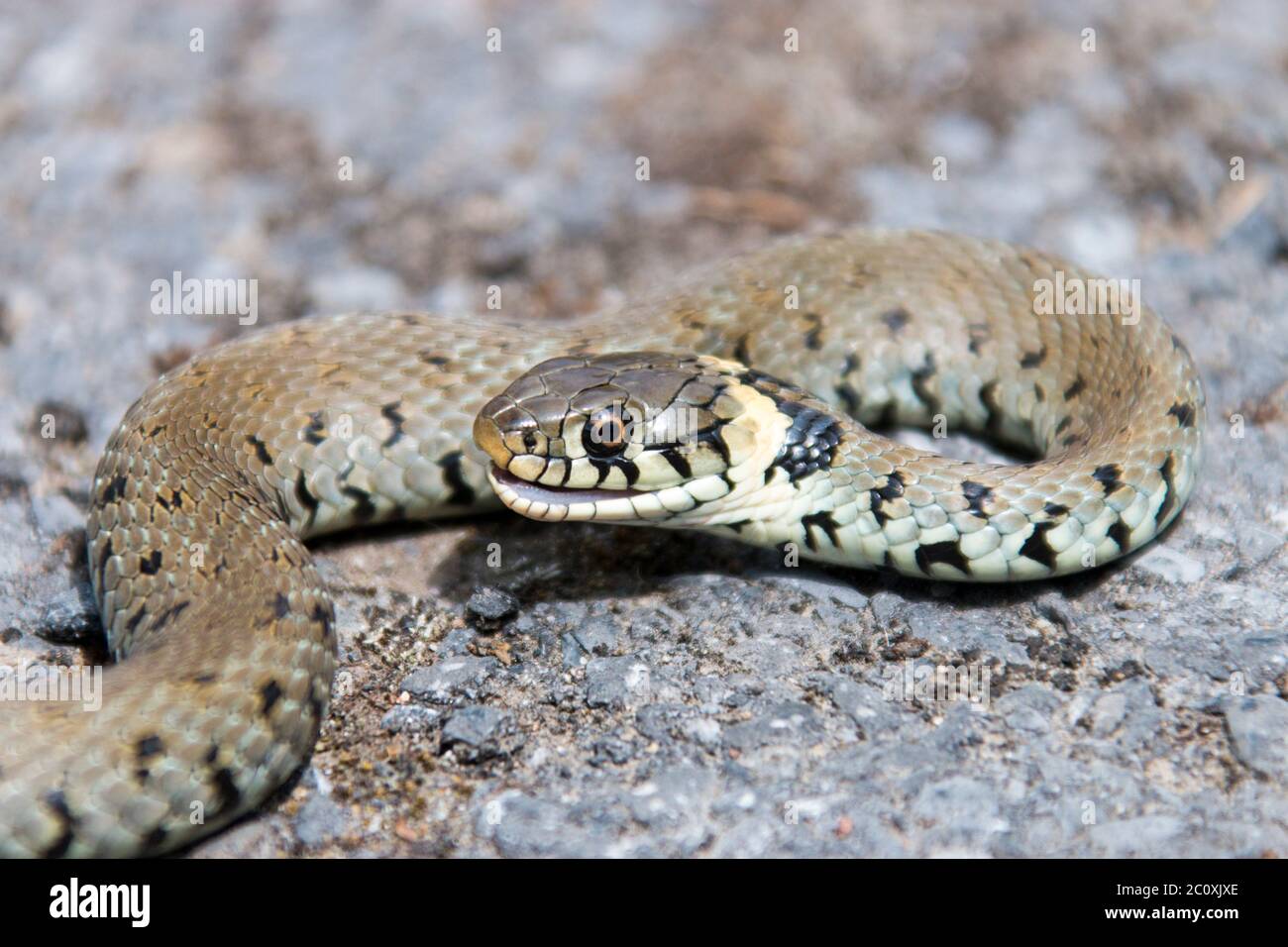 Serpente d'erba, Natrix natrix, caccia a terra Foto Stock