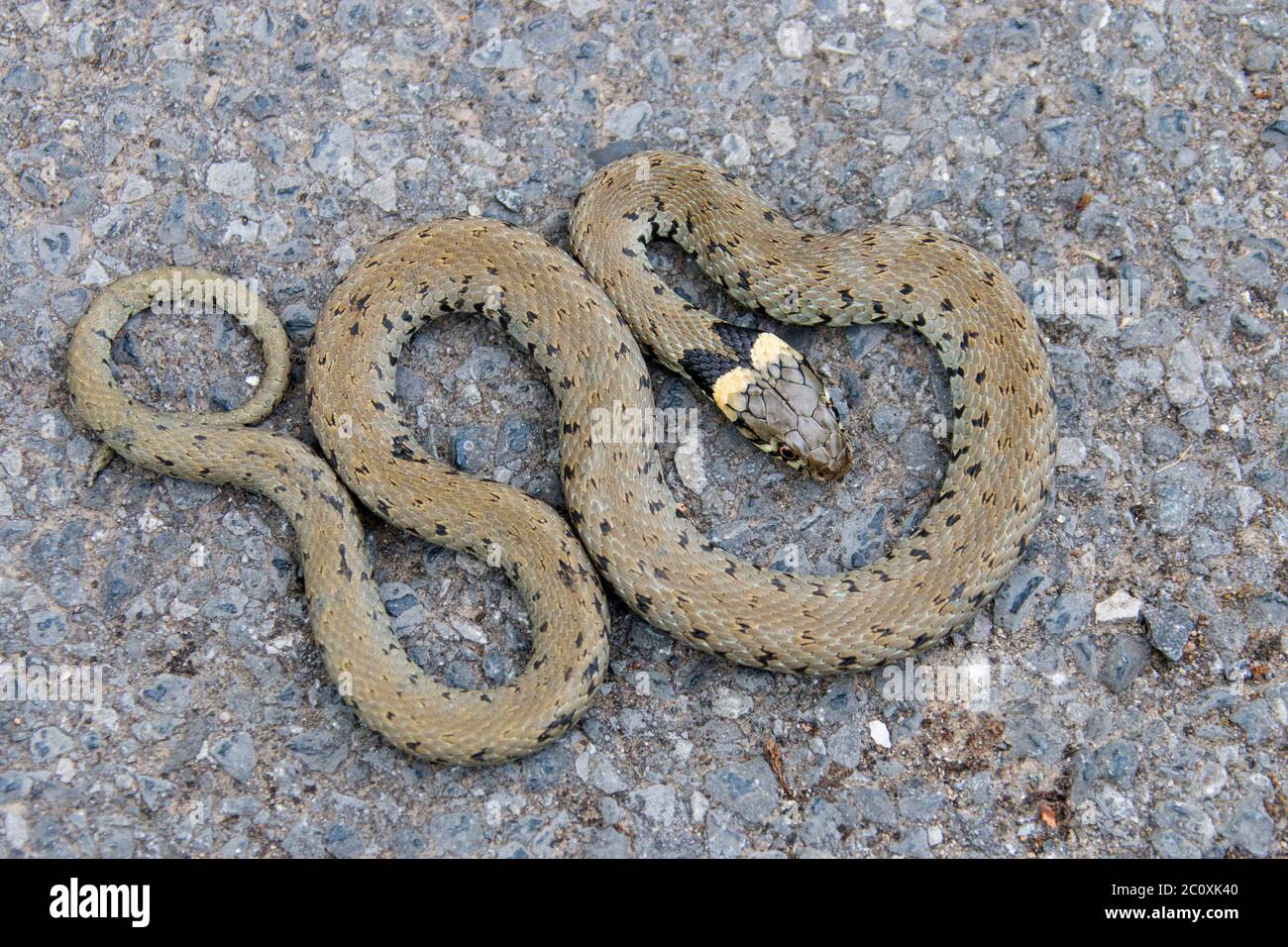 Serpente d'erba, Natrix natrix, caccia a terra Foto Stock