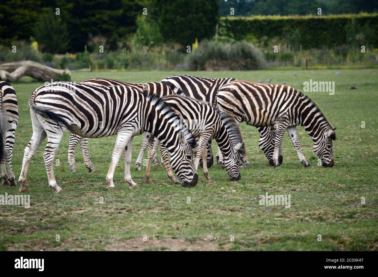 Zebre in un campo Foto Stock