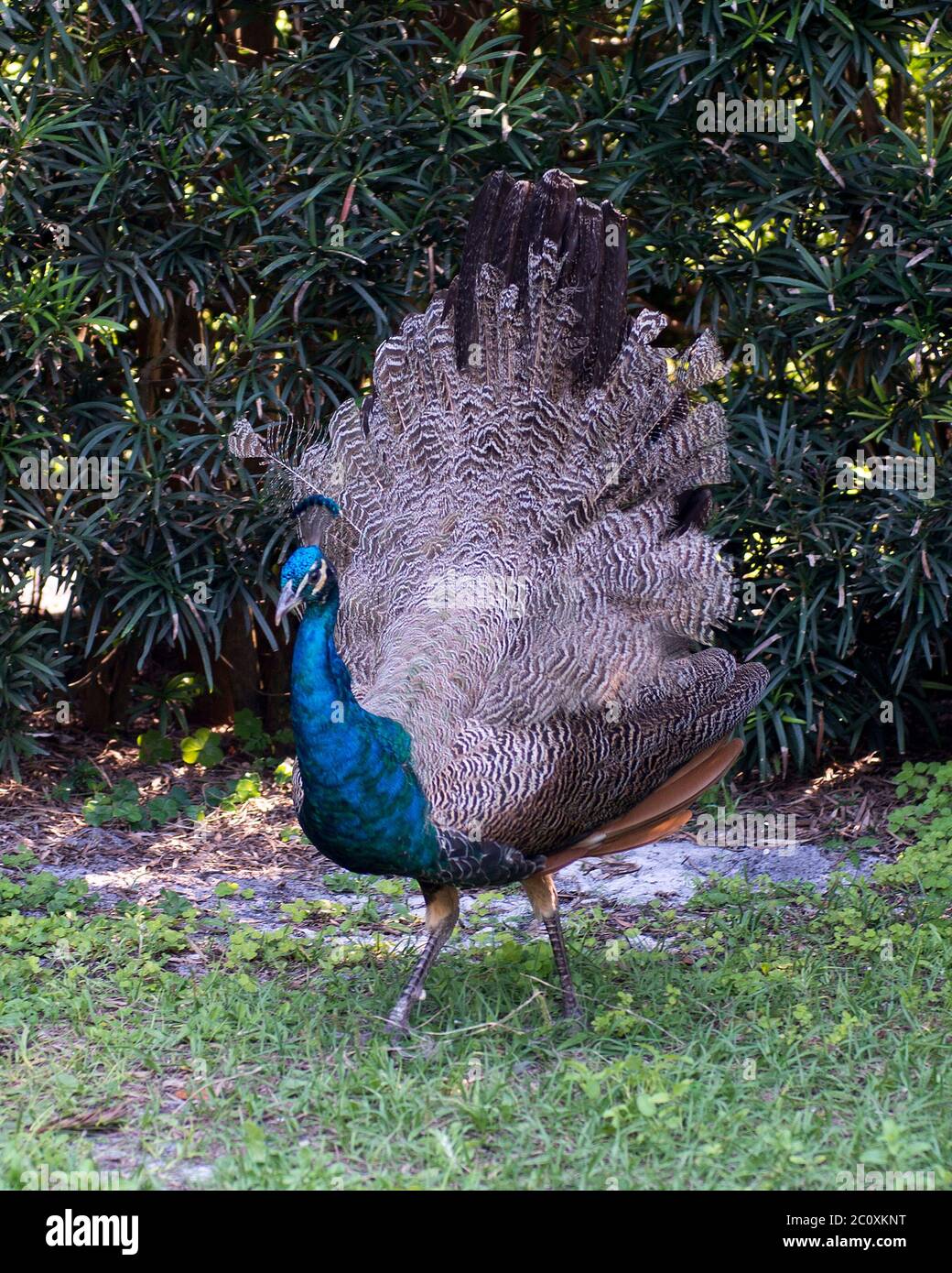 Peacock giovane uccello che mostra la coda del ventilatore, il bellissimo uccello colorato con un fogliame di sfondo e terreno nel suo ambiente e dintorni. Foto Stock