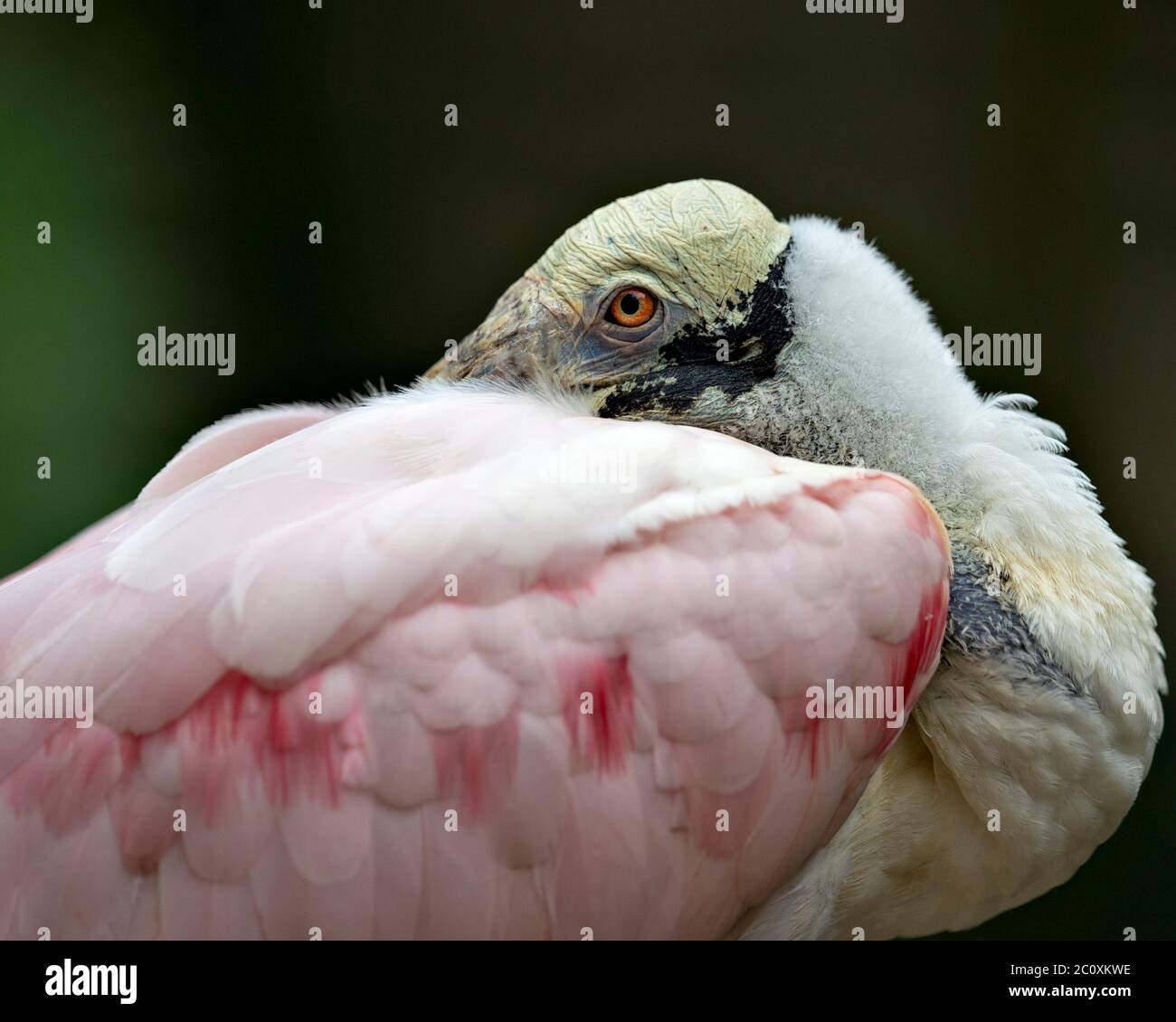 Roseate Spoonbill uccello con una vista ravvicinata visualizzando la sua testa, occhio e piumaggio con un bel bokeh sfondo nel suo ambiente e dintorni. Foto Stock