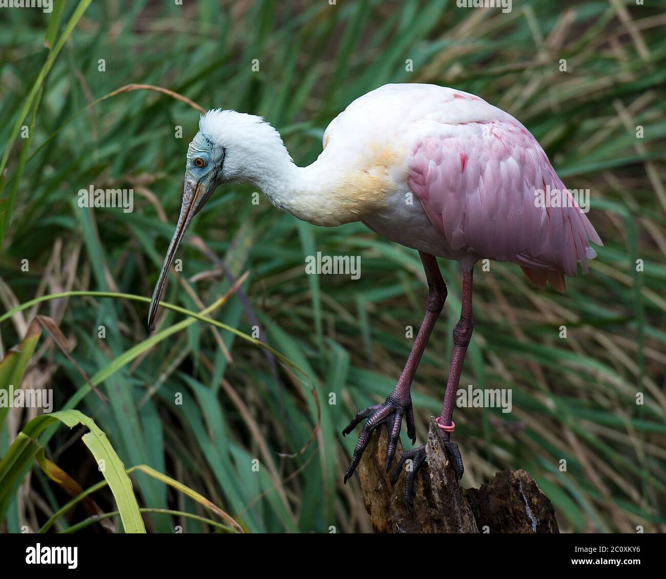 Vista ravvicinata del profilo di Spoonbill, arroccata su un moncone che mostra piume rosa, becco, occhi, collo lungo, piedi nel suo ambiente. Foto Stock