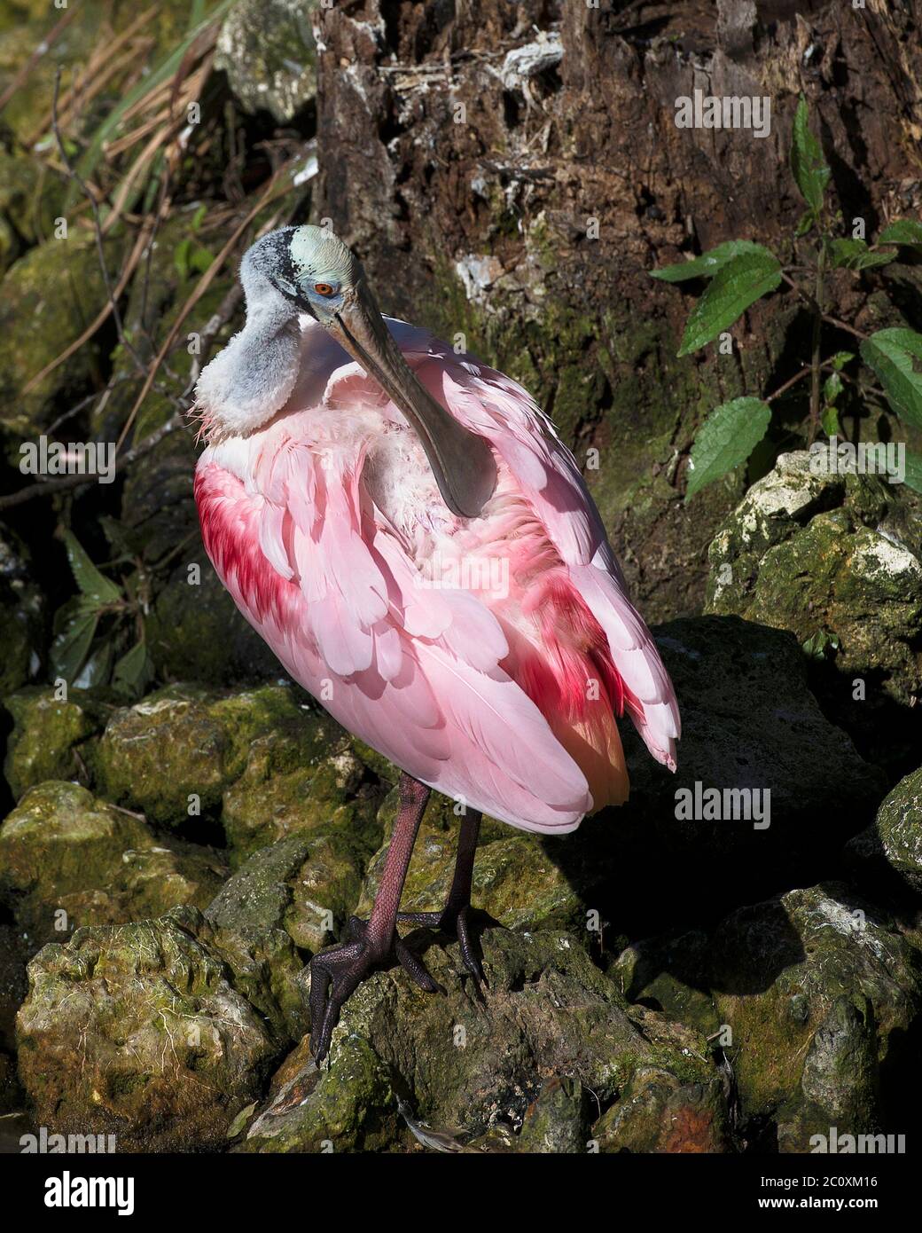 Roseate Spoonbill uccello primo piano profilo vista in piedi su rocce muschio e la pulizia delle sue belle piume rosa piume piumaggio e godendo il suo ambiente Foto Stock