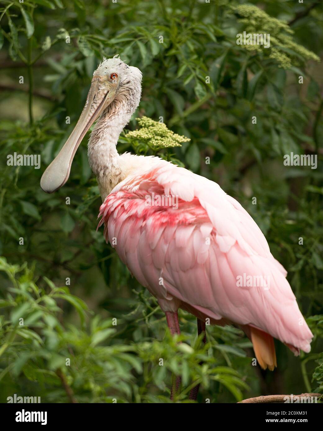 Roseate Spoonbill uccello primo piano profilo appollaiato con sfondo fogliame che mostra bolletta lunga, collo lungo, occhio, piume rosa piumaggio . Foto Stock