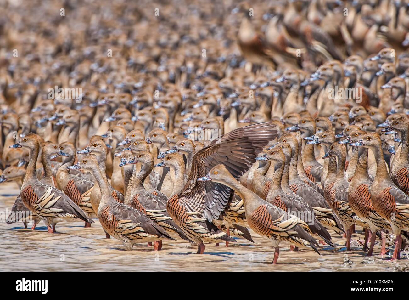 L'individualismo risplende, nel grande gregge di anatre di fischio (Dendrocygna eytoni), accanto ad una diga di Outback nella regione di Cape York del Queensland. Foto Stock