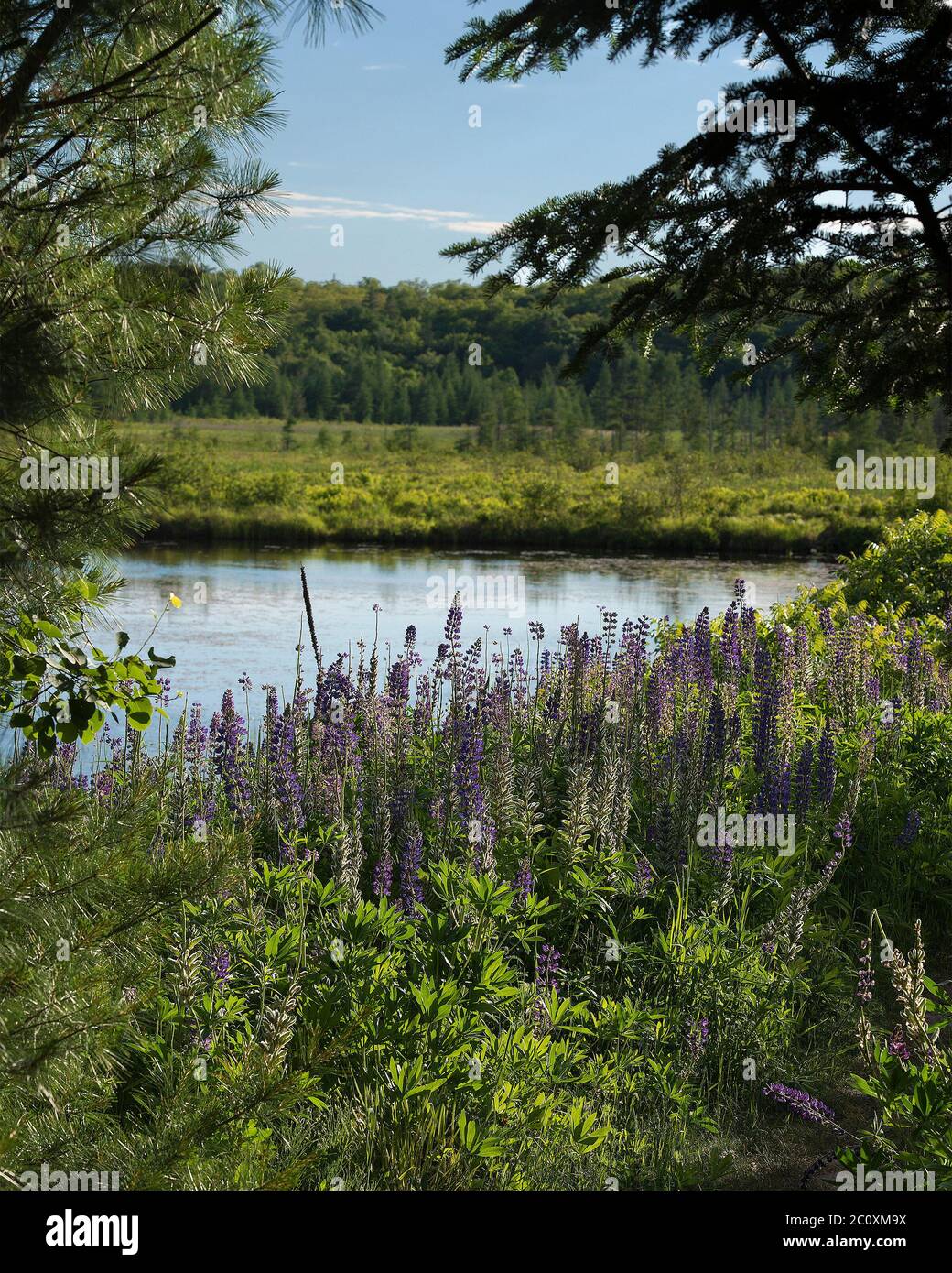 Fiori di Lupin viola selvatico nella foresta vicino a uno stagno con alberi, fogliame e un cielo blu e nuvole nel paesaggio estivo che mostra la sua stagione estiva. Foto Stock
