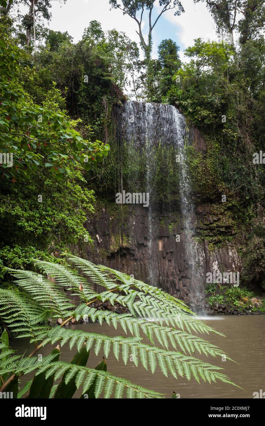 Vista panoramica attraverso un fronte di felce di alberi della cascata Millaa Milla, le cascate più fotografate nel Tropical North Queensland, Australia. Foto Stock