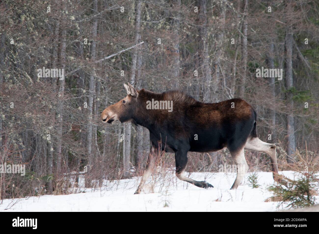 Moose nella foresta nella stagione invernale. Foto Stock